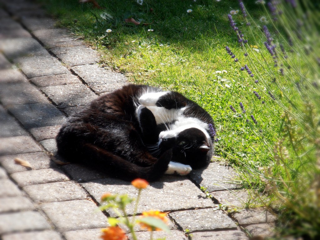 Bild: Katze Lisa ruht auf einem Gartenweg
